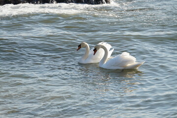 swans birds and seagulls in Black sea at Varna - BG © Miralem