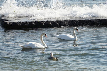 swans birds and seagulls in Black sea at Varna - BG © Miralem