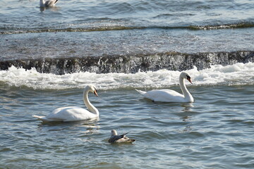 swans birds and seagulls in Black sea at Varna - BG © Miralem