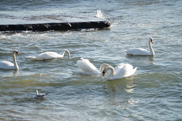 swans birds and seagulls in Black sea at Varna - BG © Miralem