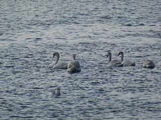 swans birds and seagulls in Black sea at Varna - BG © Miralem