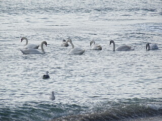 swans birds and seagulls in Black sea at Varna - BG © Miralem