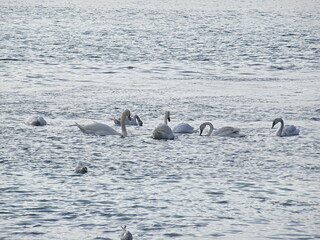 swans birds and seagulls in Black sea at Varna - BG © Miralem
