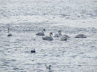 swans birds and seagulls in Black sea at Varna - BG © Miralem