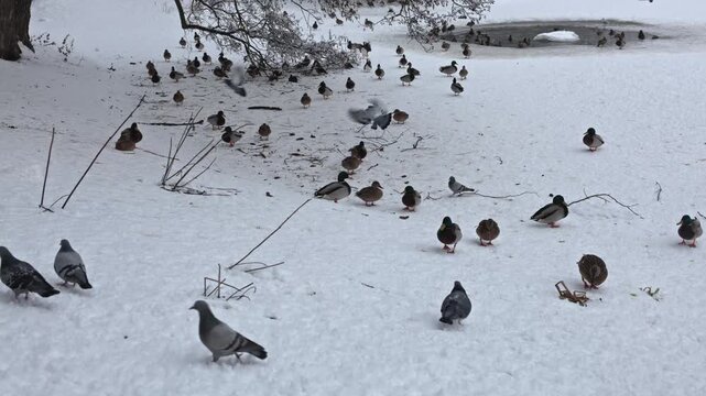 Flock of mallard ducks and pigeons on a frozen pond in Snowy Lazienki Park, Warsaw