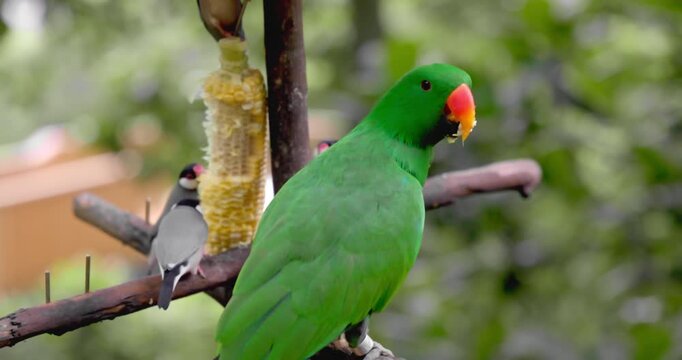 Male Eclectus parrot perched on branch, Java sparrows eating corn cob in background. Tropical garden setting, exotic bird wildlife behavior, outdoor aviary environment, natural daylight.