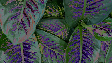 Close-up of colorful variegated tropical leaves with striking purple, green, and pink patterns, creating an exotic botanical background rich in texture and vibrant natural design. © Martins