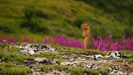 beautiful portrait of Arctic Ground Squirrel in Alaska © Peter