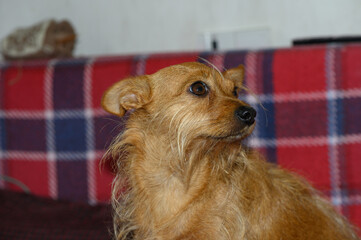 Alert Red Terrier Dog Profile Portrait © Михаил Шорохов