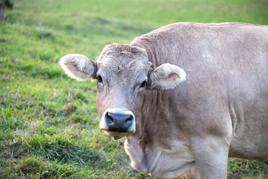 Friendly brown cow standing in a lush green pasture, captured in a detailed close-up portrait with natural light, soft grass, and a peaceful rural atmosphere.