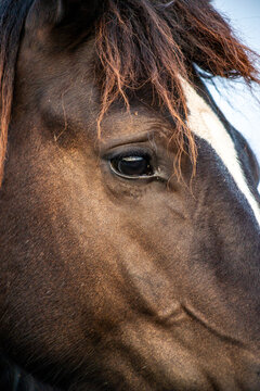 High-resolution close-up of a black horse with a narrow white blaze, natural expression, detailed hair, and authentic outdoor photography style.