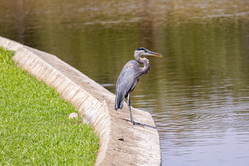 Obraz premium great blue heron