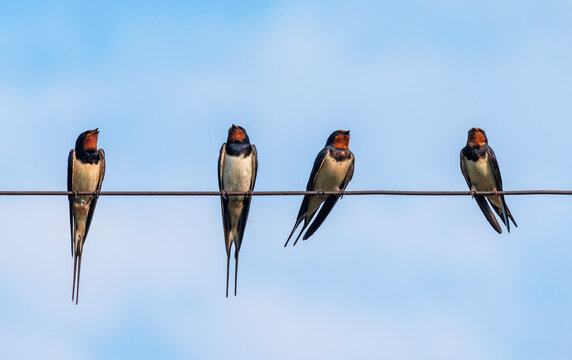  small flock of barn swallows perched on wires against a blue sky, chirping
