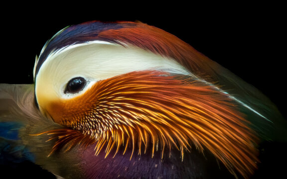 mandarin