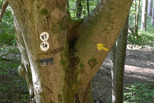 wanderwegmarkierung am eiswoog