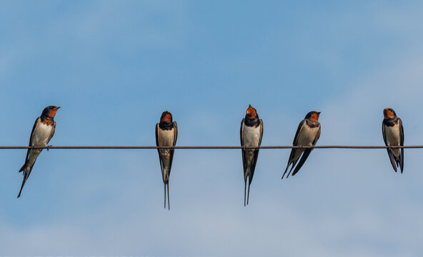 five barn swallows perched on wires against a blue sky, chirping