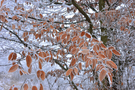 Details of the formation of rime ice on the ochre-coloured leaves, caused by the low temperatures of late autumn.