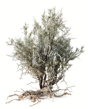 Ultra-realistic mature Crucifixion Thorn (Castela emoryi), extremely drought-adapted desert shrub-tree with pale gray-green branches, rigid angular growth, tiny reduced leaves, sharp thorny branch tip