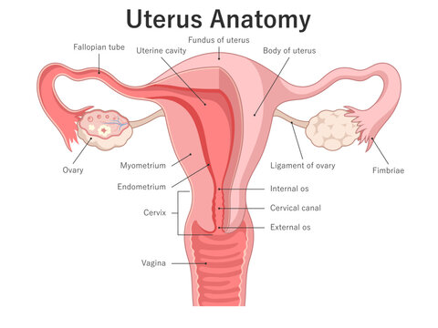 Female reproductive system. Uterus anatomy. Cross section. Medical illustration.