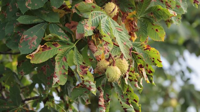 Stockholm, Sweden Chestnuts growing on a horse chestnut tree. 