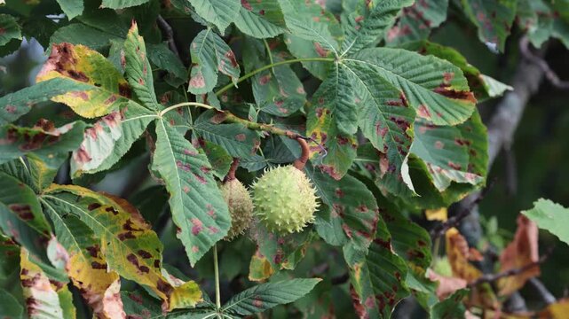Stockholm, Sweden Chestnuts growing on a horse chestnut tree. 