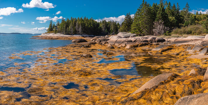 Large Coastal Rock Formations and Seaweed at Low Tide Deer Isle Maine