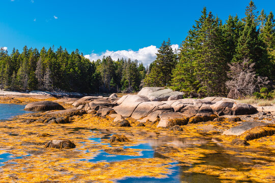 Large Coastal Rock Formations and Seaweed at Low Tide Deer Isle Maine