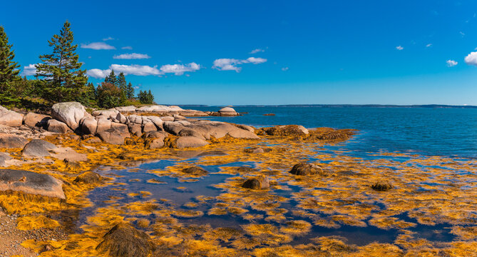 Large Coastal Rock Formations and Seaweed at Low Tide Deer Isle Maine