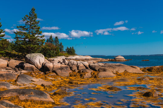 Large Coastal Rock Formations and Seaweed at Low Tide Deer Isle Maine