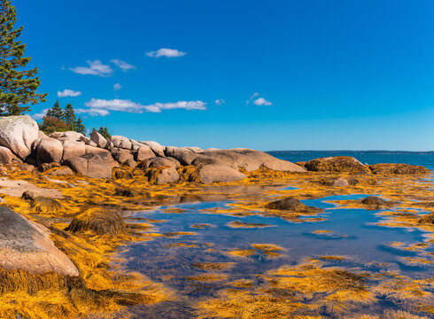 Large Coastal Rock Formations and Seaweed at Low Tide Deer Isle Maine
