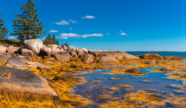 Large Coastal Rock Formations and Seaweed at Low Tide Deer Isle Maine