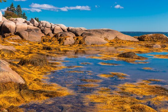 Large Coastal Rock Formations and Seaweed at Low Tide Deer Isle Maine