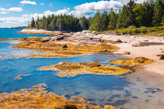 Large Coastal Rock Formations and Seaweed at Low Tide Deer Isle Maine