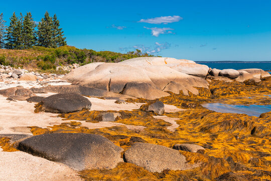 Large Coastal Rock Formations and Seaweed at Low Tide Deer Isle Maine
