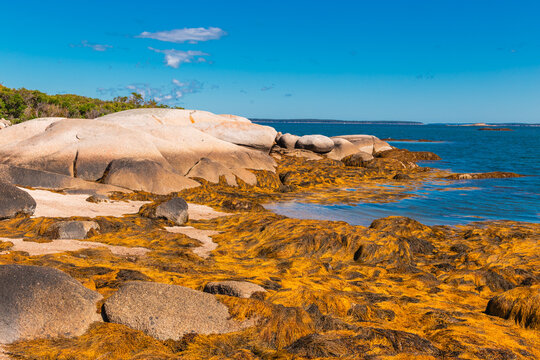Large Coastal Rock Formations and Seaweed at Low Tide Deer Isle Maine