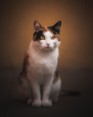 portrait of a cat © Elena