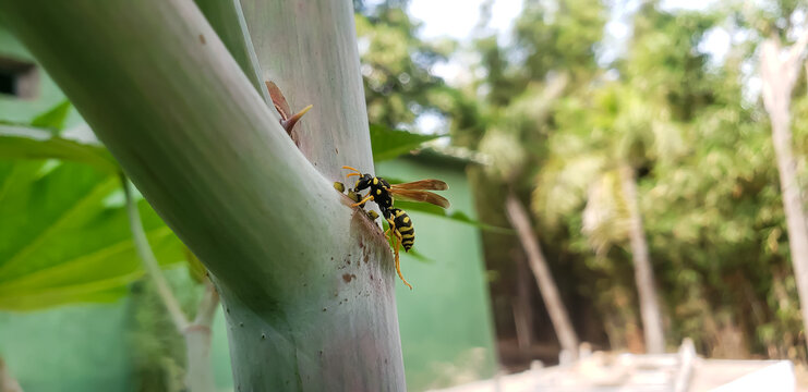 Macro shot of a paper wasp perching on a green plant stem outdoors view(7)
bug on a leaf