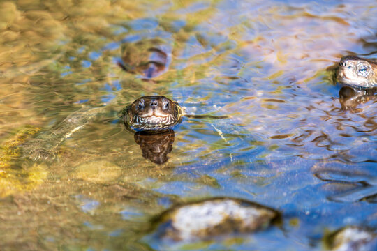 Terrapins swim in a pond on Lesbos, Greece, with their heads emerging above the water. Ideal for wildlife, nature, reptiles, wetlands, and Mediterranean themes.