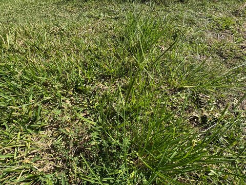 Close-up of wiregrass or goosegrass (Eleusine indica) growing on a lush green lawn, showcasing its distinct flattened spikes and grassy texture. Indian goosegrass, yard-grass, crowfootgrass.