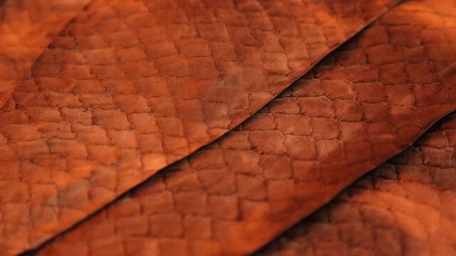 Closeup of textured snake scales. Macro view of serpent skin with rich details. Artistic macro photograph highlighting textured patterns and warm tones of snake skin