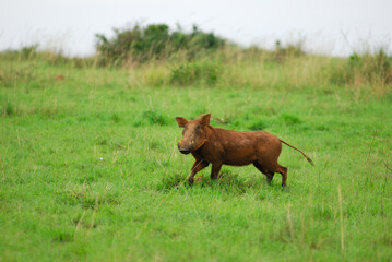 Warthog. African wildlife, Uganda © Oleg Znamenskiy