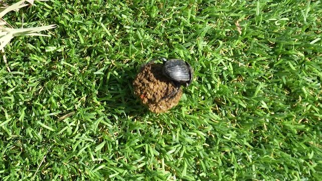 Dung beetle moving a dung ball across green grass