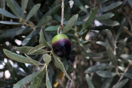 olives on a tree branch