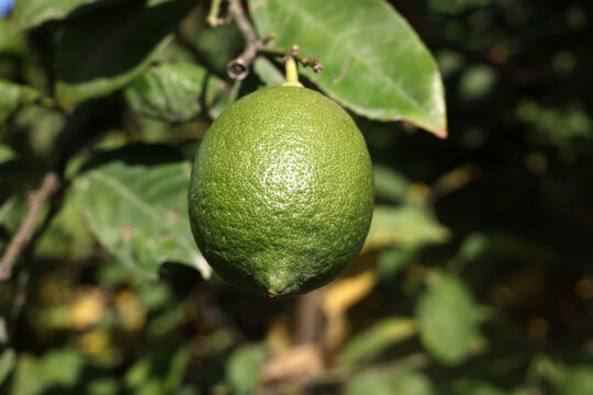 lime lemon on tree branch