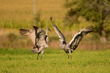 Obraz premium Funny dancing Sandhill Cranes in a green pasture on their journey south during fall migration