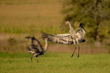 Obraz premium Funny dancing Sandhill Cranes in a green pasture on their journey south during fall migration
