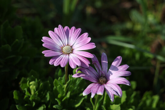 pink cosmos flower in garden