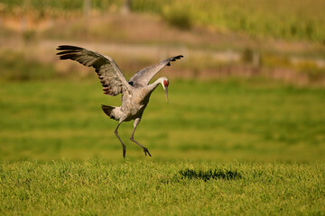 Obraz premium Funny dancing Sandhill Cranes in a green pasture on their journey south during fall migration