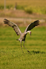 Obraz premium Funny dancing Sandhill Cranes in a green pasture on their journey south during fall migration
