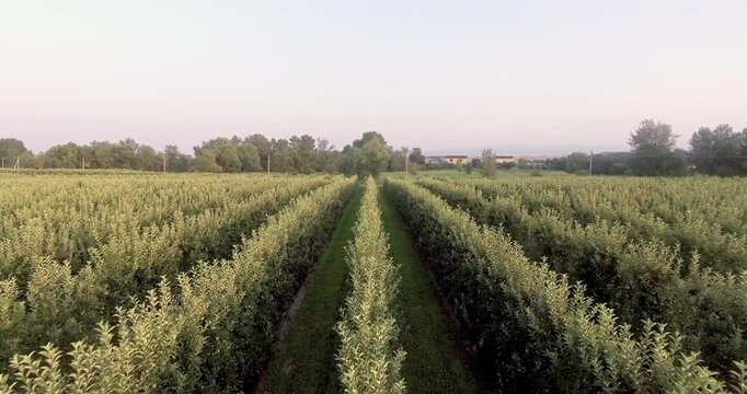 Early morning aerial view of green vineyards and peaceful landscape. Serene morning scene capturing orderly rows of vineyards bathed in gentle light with surrounding nature